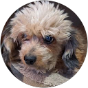 Robin Hood profile picture